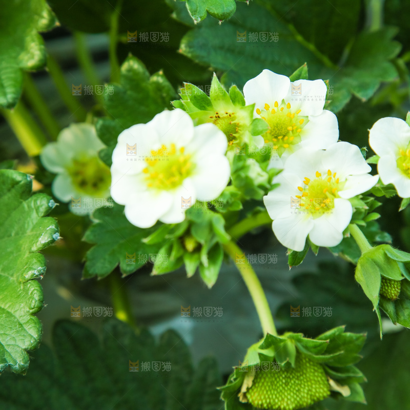 草莓种植基地
