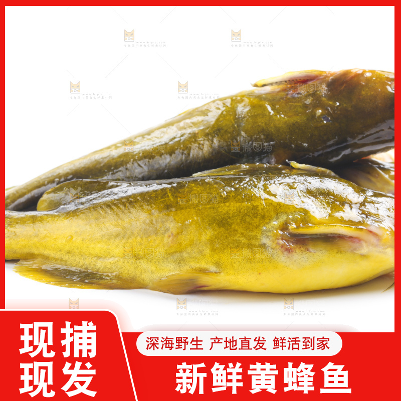 白底上放着黄蜂鱼