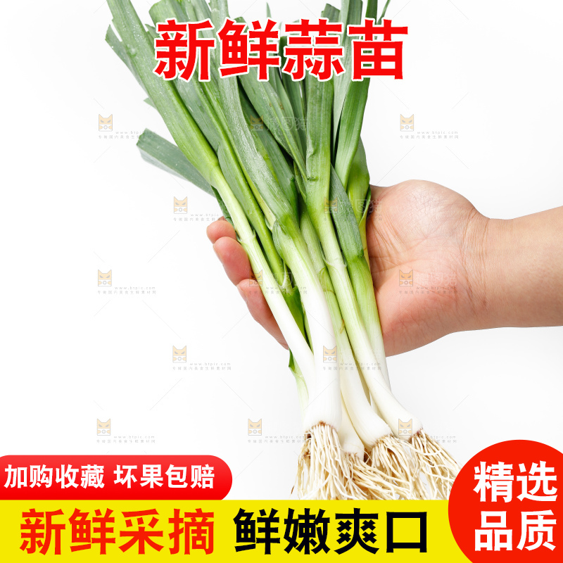 白底上的新鲜蒜苗