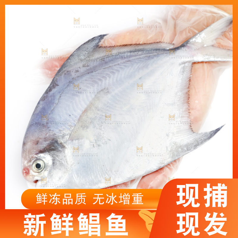 手里拿着野生银鲳鱼