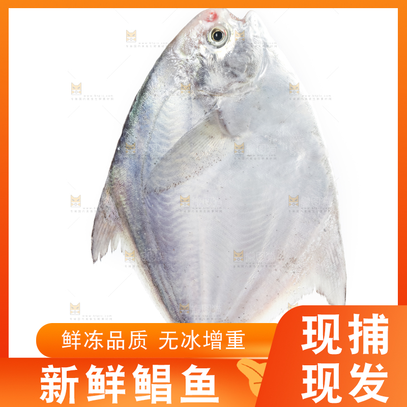 白底上放着银鲳鱼