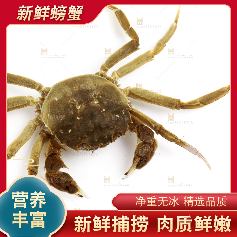 浅底上的螃蟹
