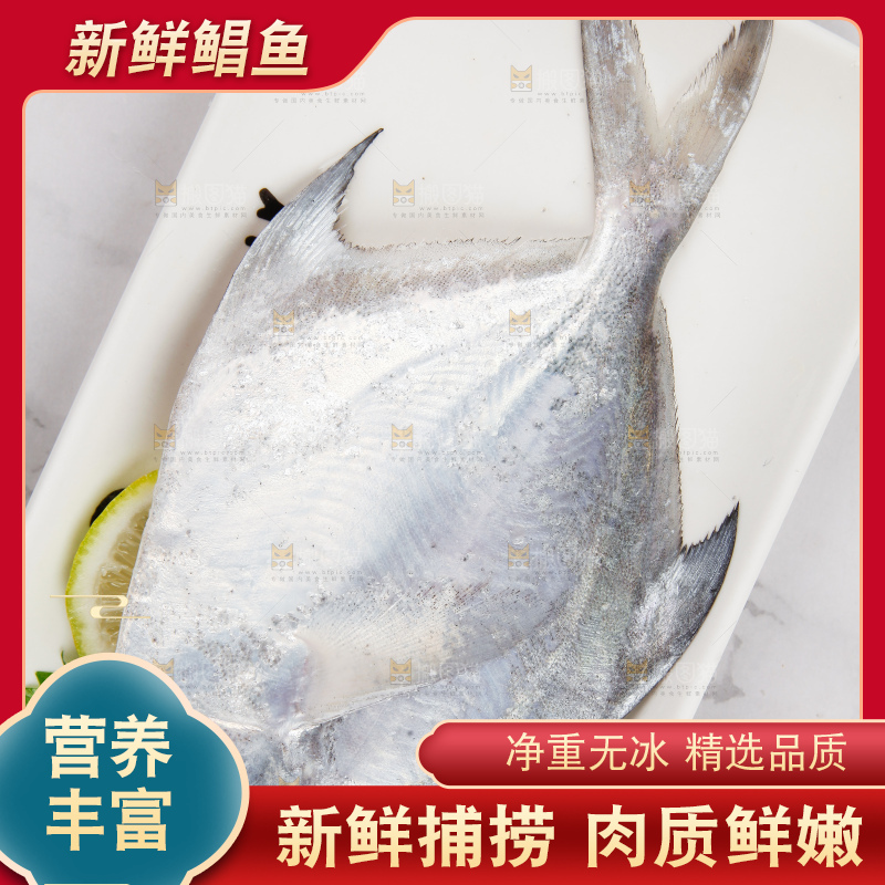 浅底上的鲳鱼