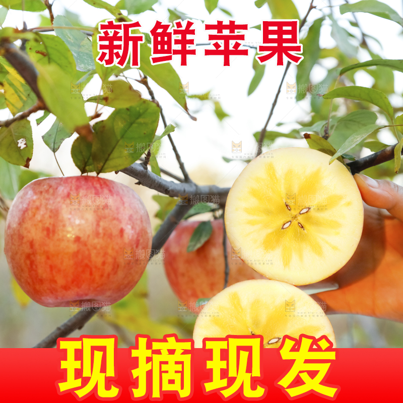 手里拿着新疆冰糖心苹果