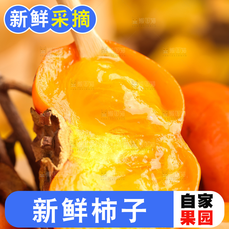 树枝上挂着磨盘柿
