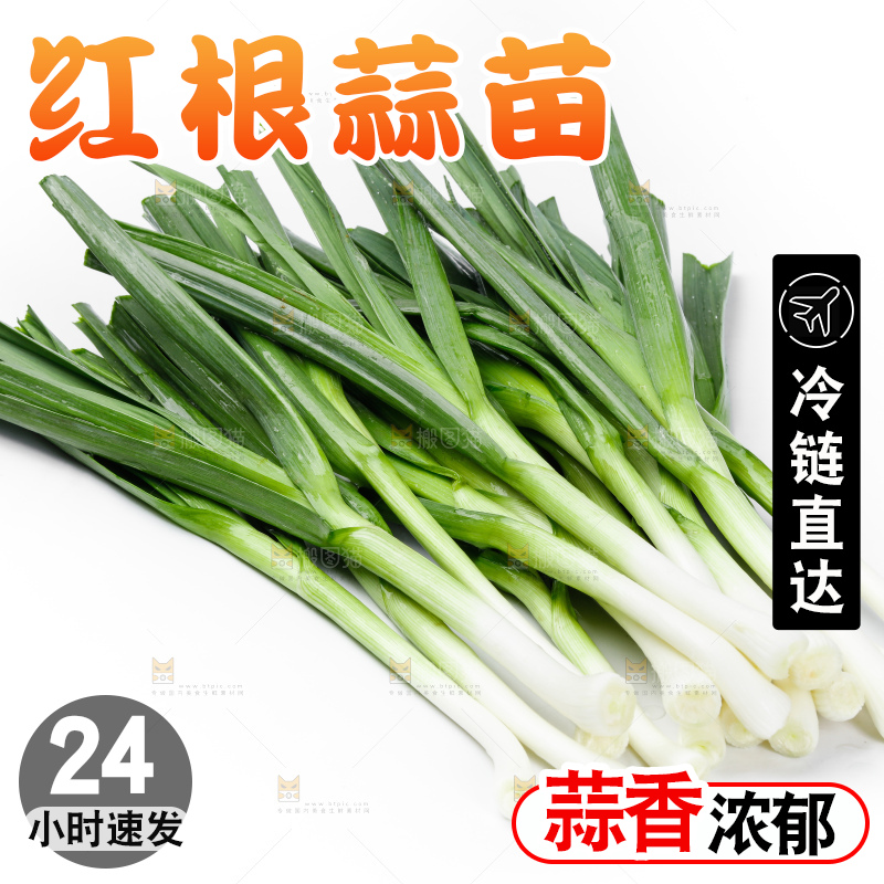 白底上的新鲜蒜苗