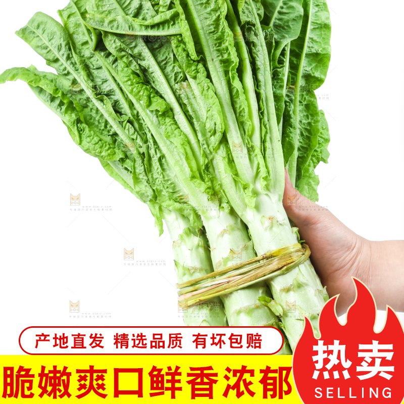 白底上的莴笋