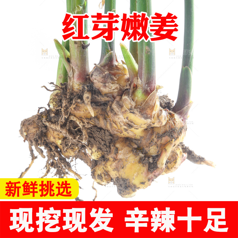 白底上摆放着云南小黄姜