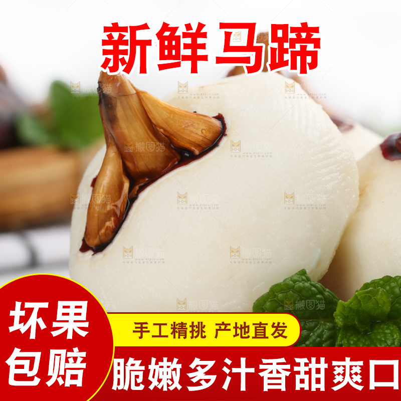 浅底上的马蹄果