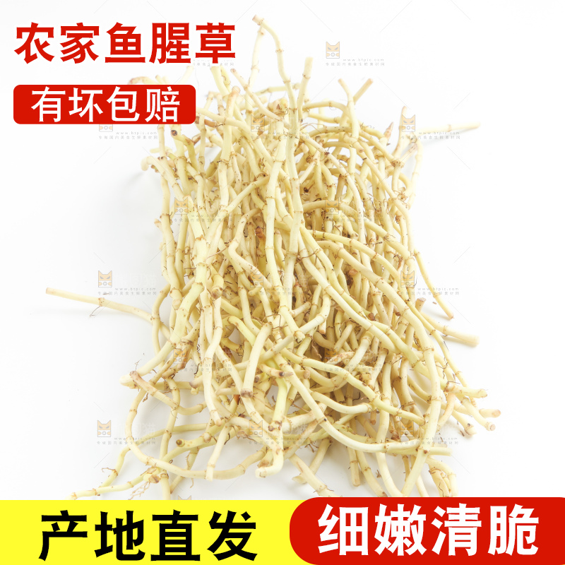 白底上的鱼腥草