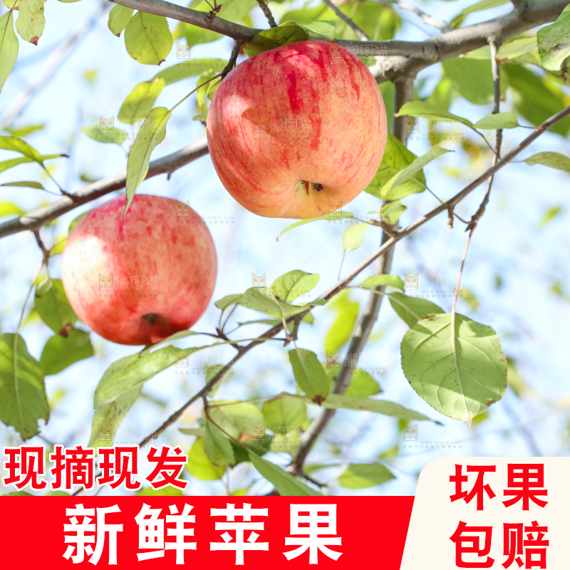 树上挂着冰糖心苹果