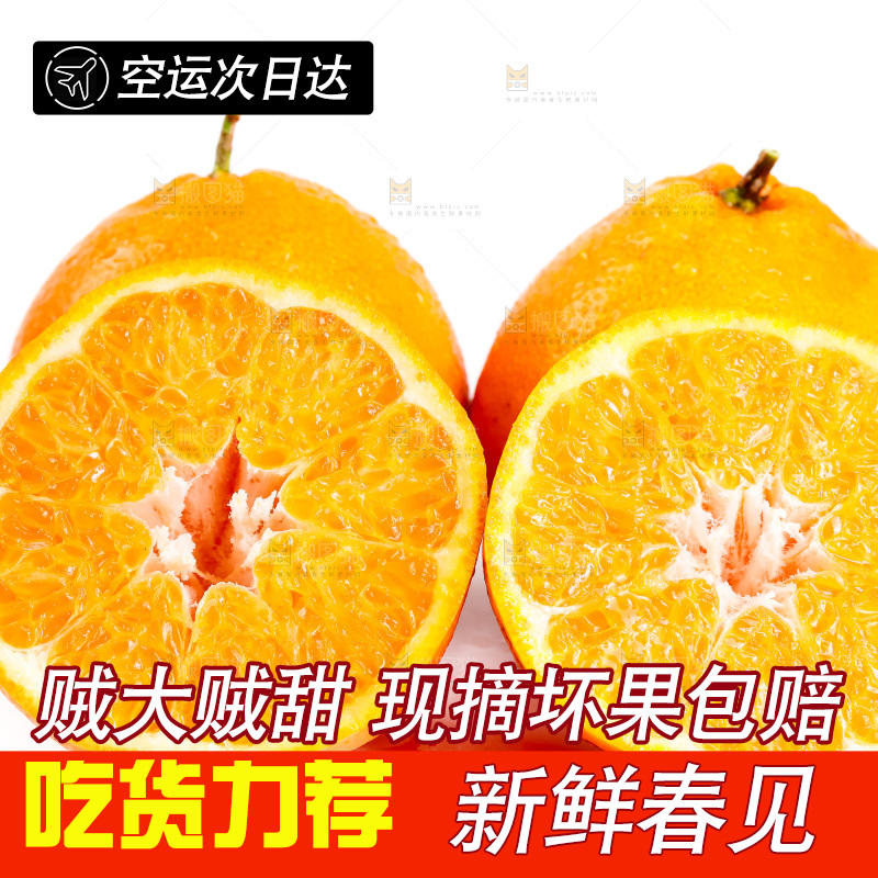 白底上的春见耙耙柑