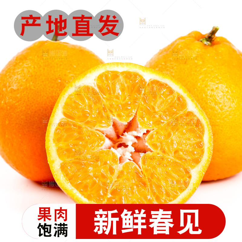 白底上的春见耙耙柑