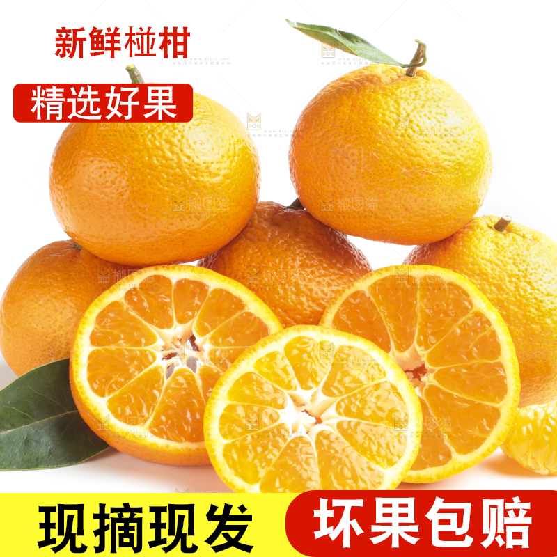 白底上的椪柑橘