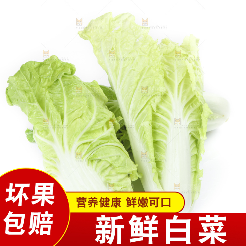 白底上放着大白菜