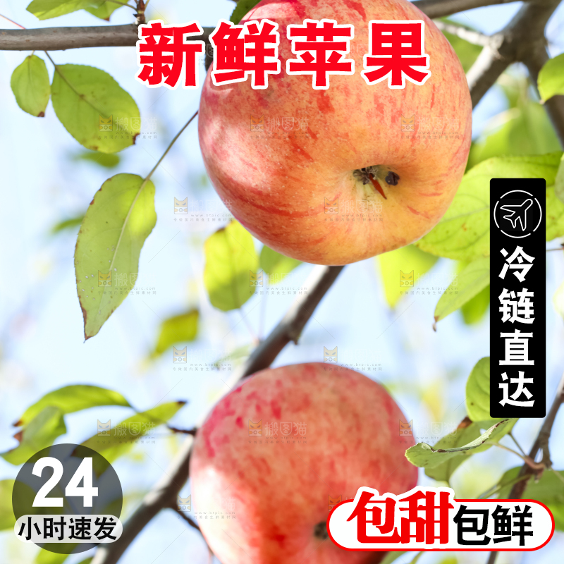 树上挂着冰糖心苹果