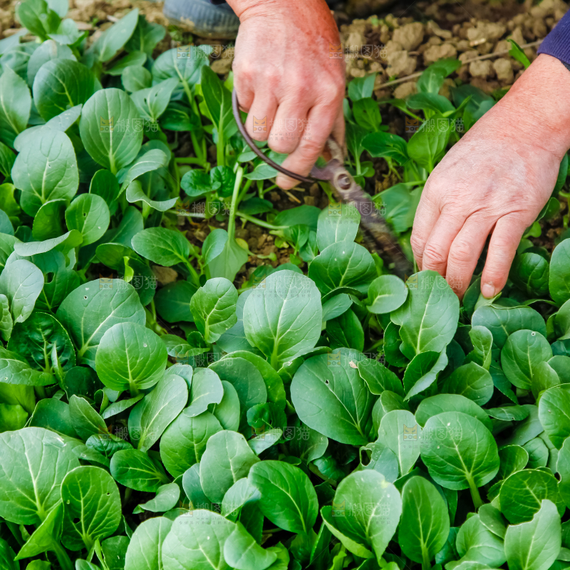 地里种着蔬菜