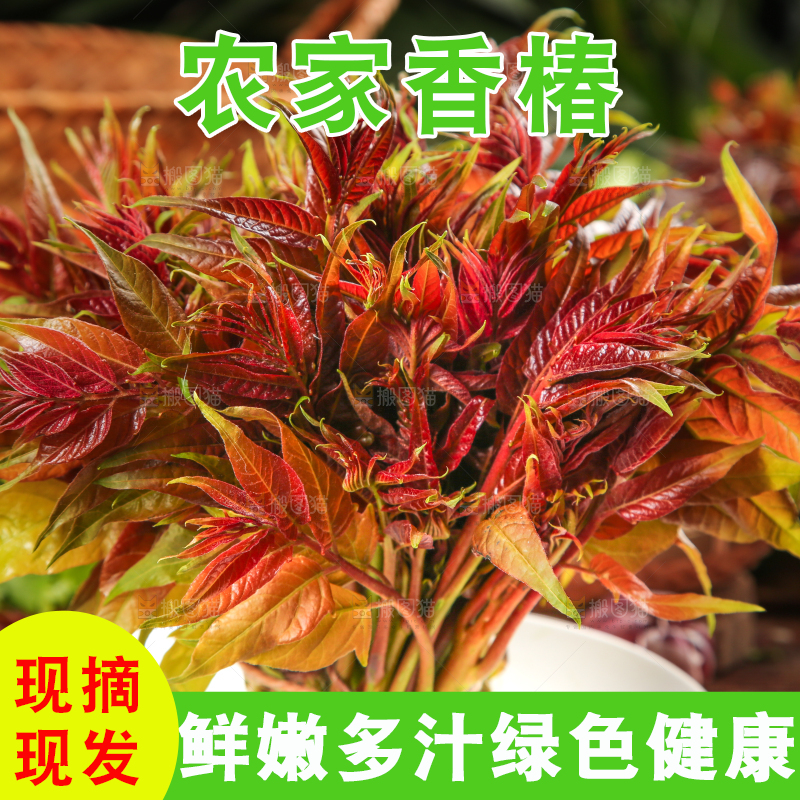 盘子里装着新鲜香椿苗