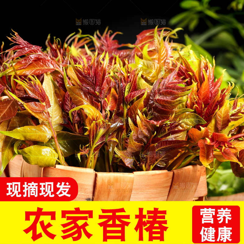 木底上摆放着一把香椿