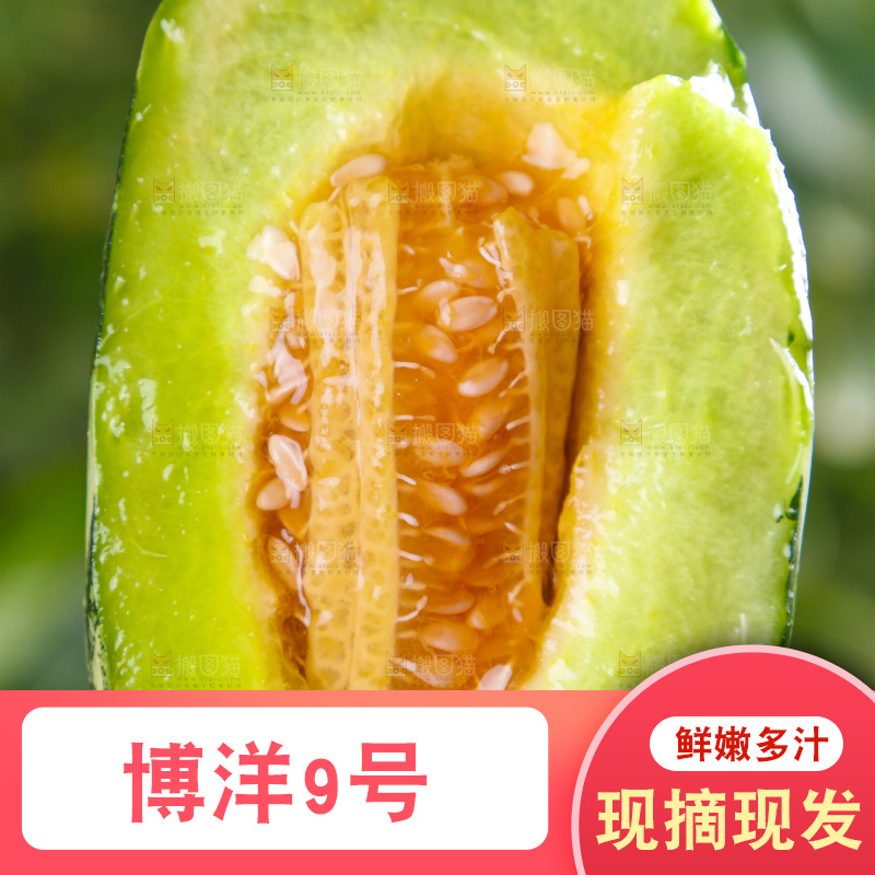 手里拿着博洋甜瓜
