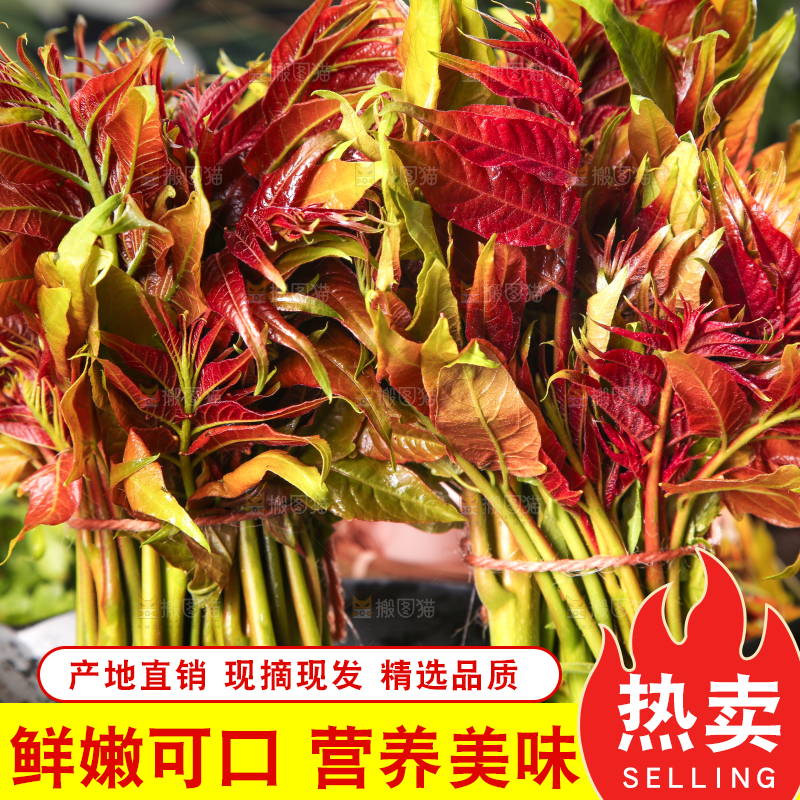 碟子里放着一把香椿苗芽