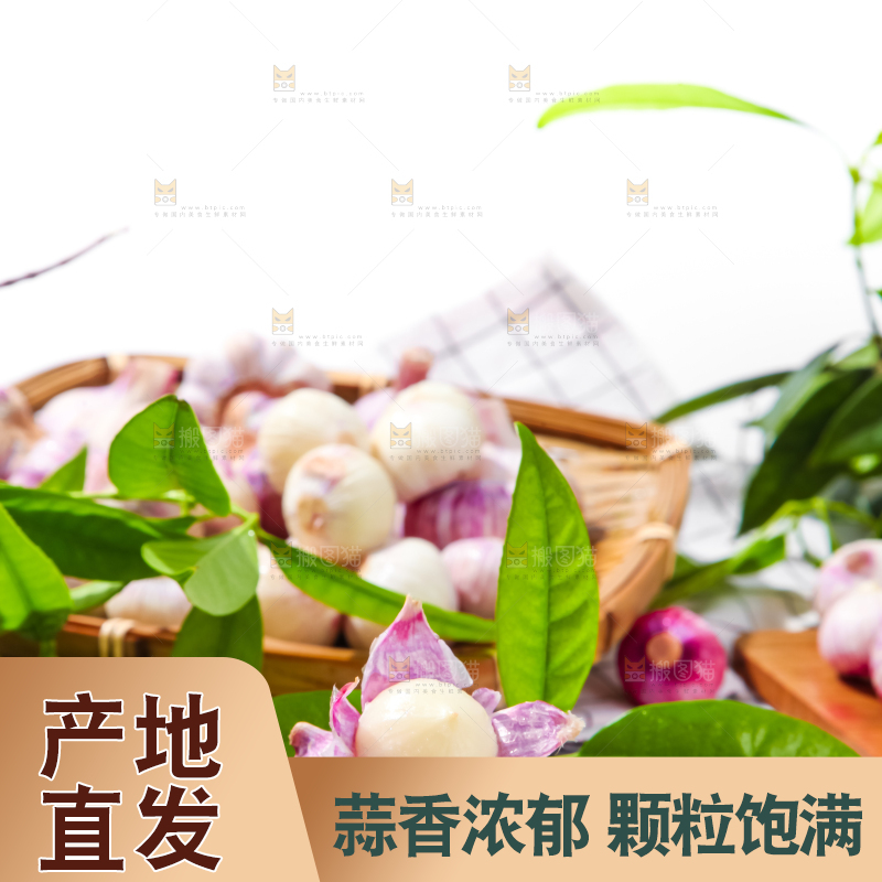 深底上摆放着紫皮独蒜