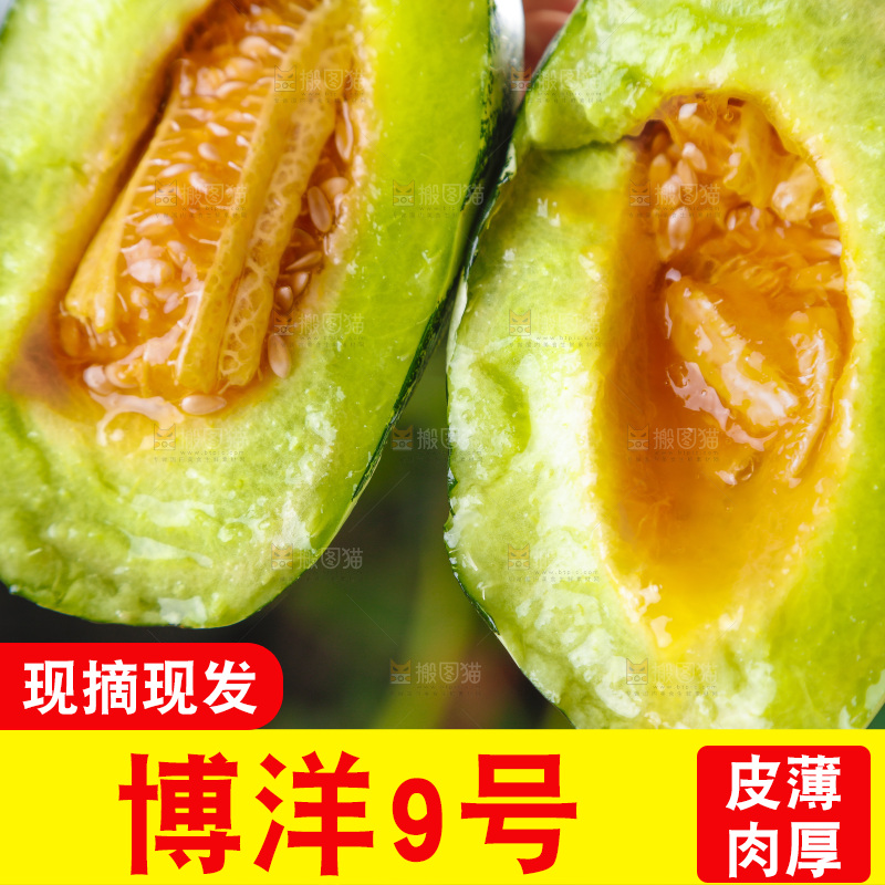 手里拿着博洋甜瓜