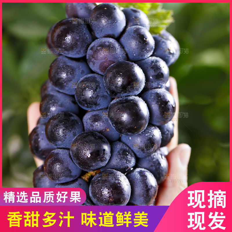 手里捧着夏黑无籽葡萄