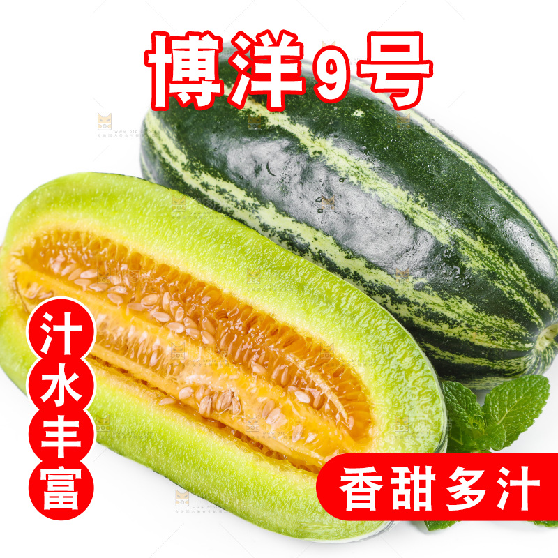 白底上放着博洋蜜脆甜瓜