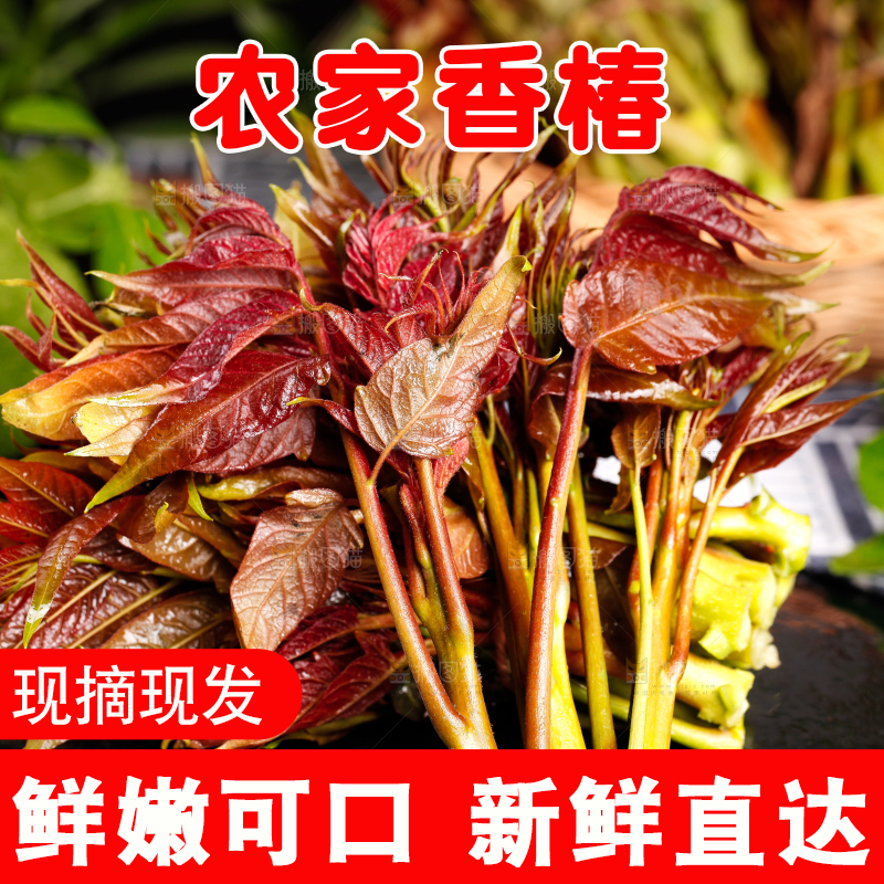 黑底上放着香椿苗芽