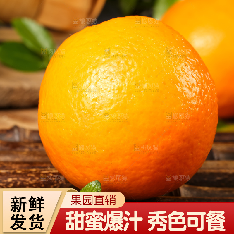 木底上摆放着伦晚脐橙