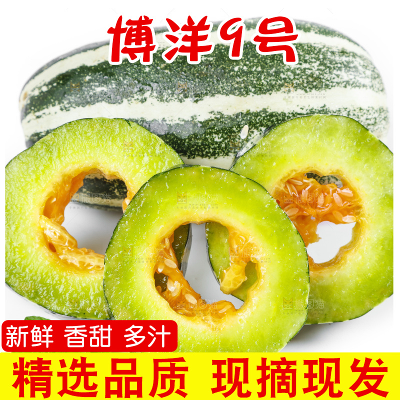 白底上放着山东博洋9号甜瓜