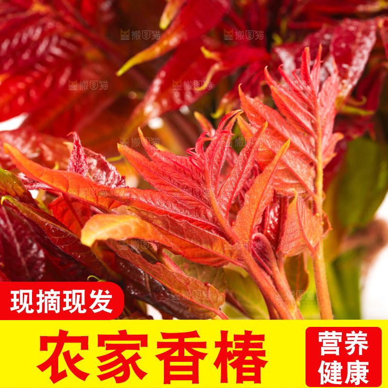 白底上摆放着香椿芽