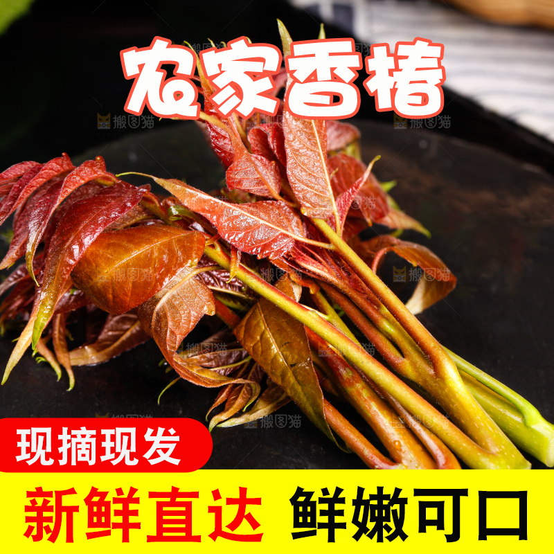 深底上放着香椿芽