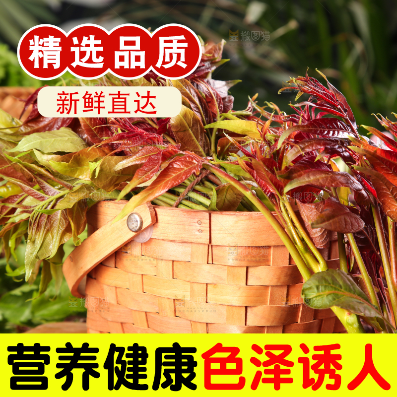 篮子里装着头茬红芽香椿