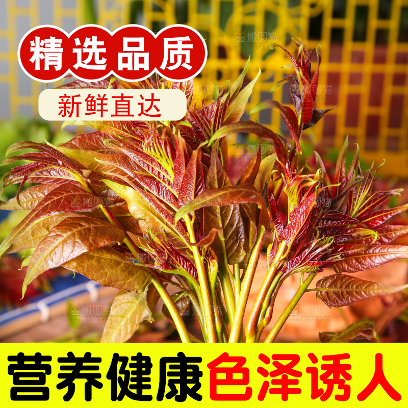 手里拿着新鲜香椿苗