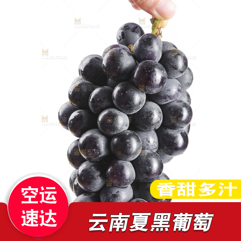 手里拿着夏黑葡萄