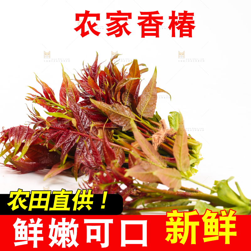 白底上摆放着香椿芽