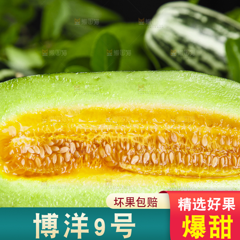 黑底上摆放着博洋9号甜瓜
