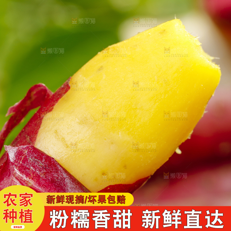 手里拿着黄心蜜薯