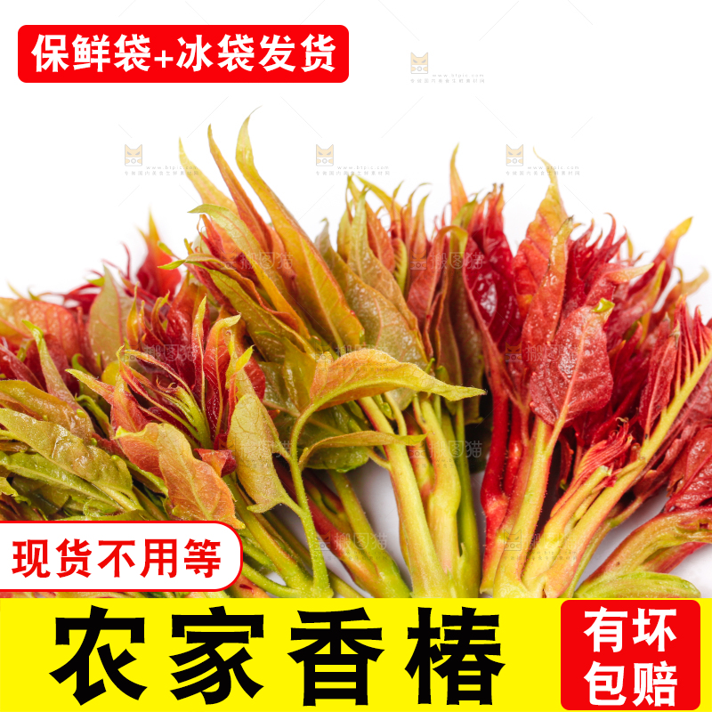 白底上摆放着香椿芽