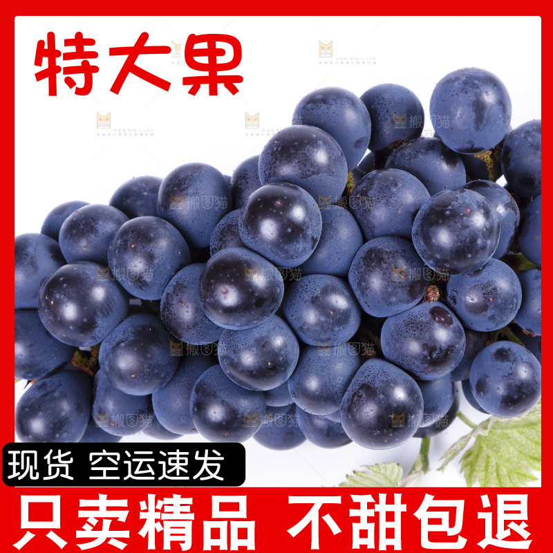 白底上摆放着巨峰葡萄