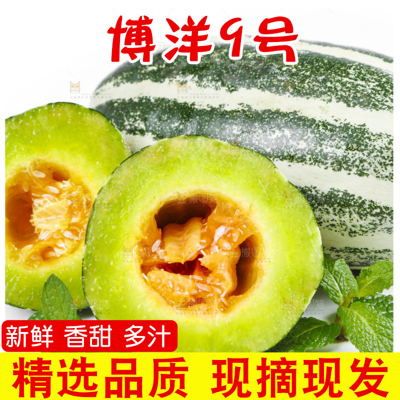 白底上放着山东博洋9号甜瓜