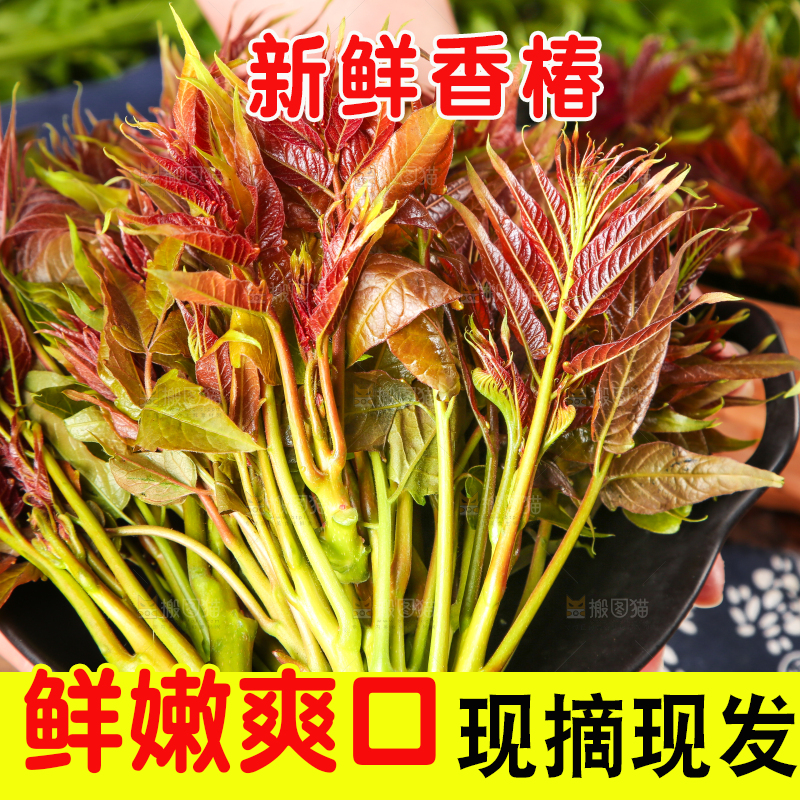 盘子里放着香椿