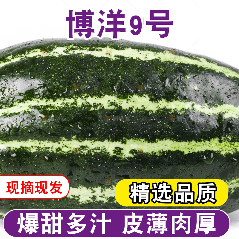 白底上摆放着花皮甜瓜