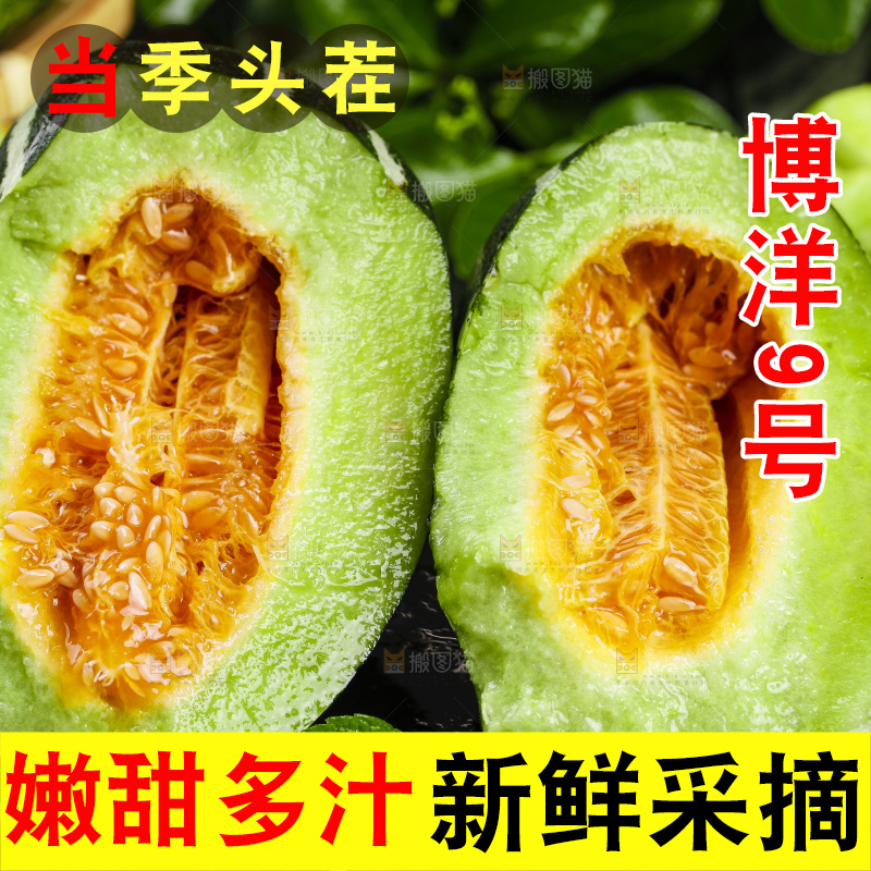 黑底上放着山东博洋9号甜瓜