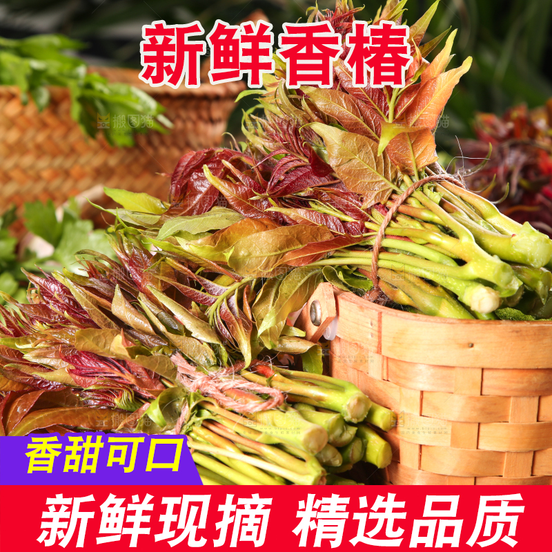 篮子里装着头茬红芽香椿