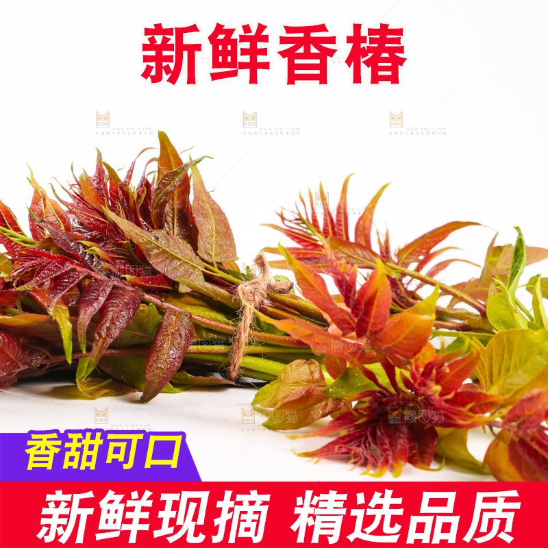 白底上摆放着香椿芽