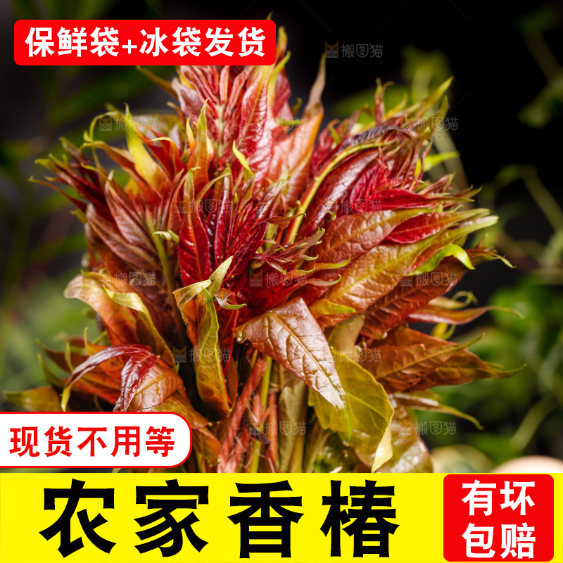 黑底上放着香椿苗芽