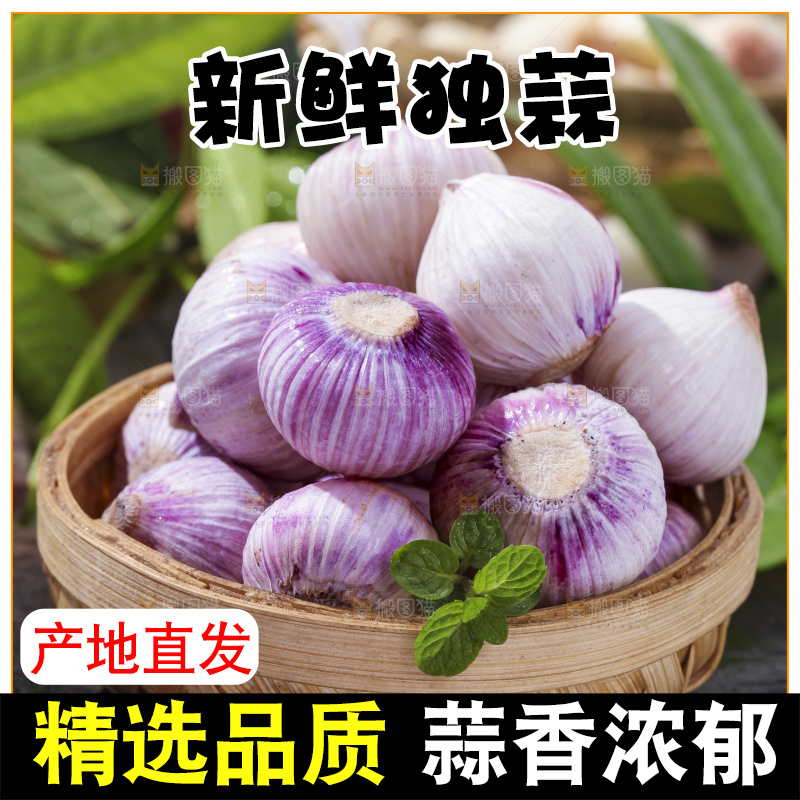 篮子里装着紫皮独蒜